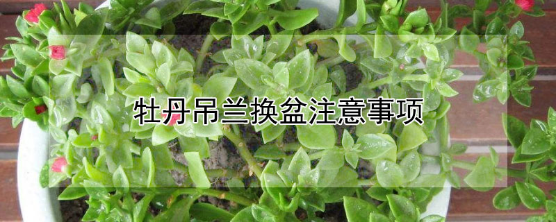 牡丹吊兰换盆注意事项（盆栽牡丹要不要每年换盆）