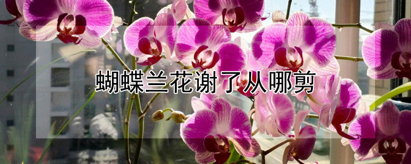 蝴蝶兰花谢了从哪剪 蝴蝶兰花谢后怎样剪枝