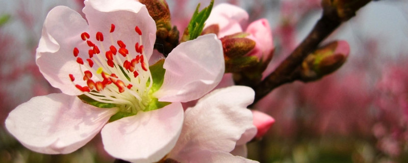 象征四季的花（象征四季的四种花是哪四种）