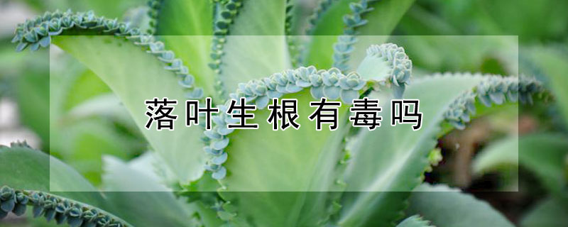 落叶生根有毒吗（落地生根这种植物有毒吗）