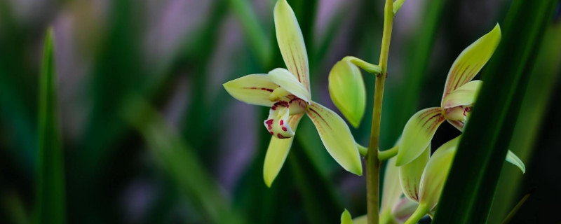 兰花花期可以施肥吗 兰花开花季节能施肥吗