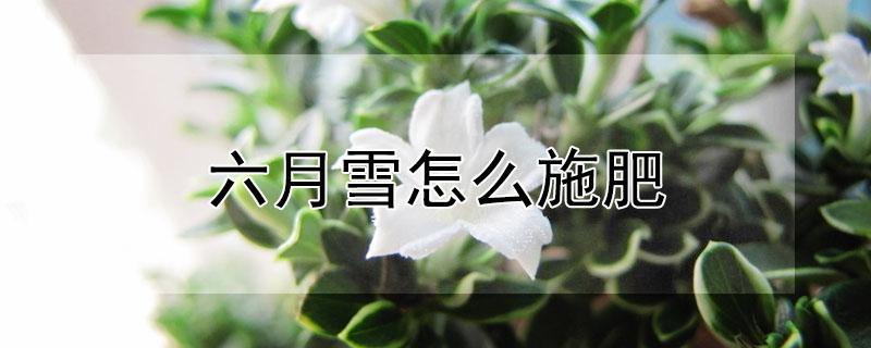 六月雪怎么施肥 六月雪施什么肥