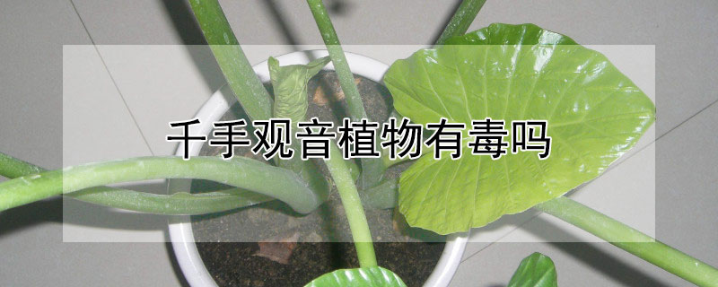 千手观音植物有毒吗（千手观音植物有毒吗?）