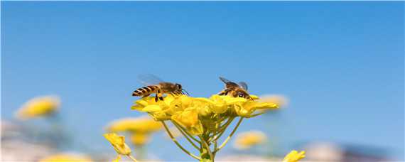 蜜蜂春繁什么时候开始（蜜蜂什么时候开始春繁?）