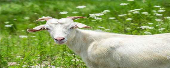 羊的特性 小绵羊的特性