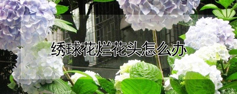 绣球花烂花头怎么办（绣球花烂根怎么回事）