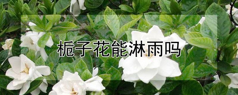 栀子花能淋雨吗 栀子花能淋雨水吗