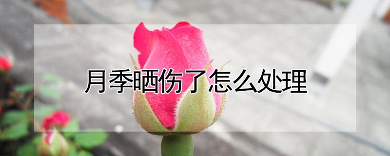 月季晒伤了怎么处理 月季夏天晒伤是什么样子的?