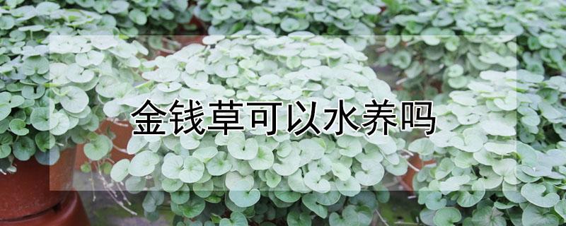 金钱草可以水养吗（金钱草能直接放水里养吗）