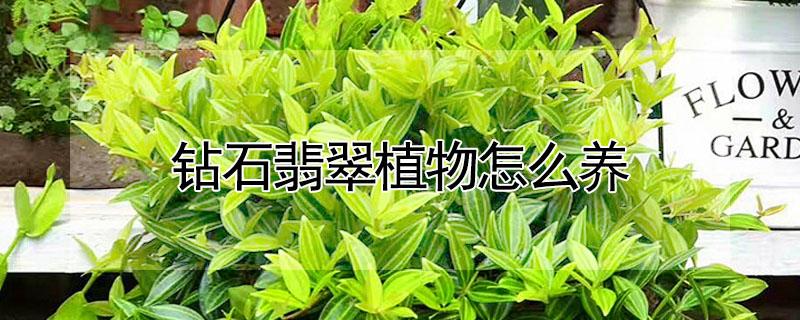 钻石翡翠植物怎么养（钻石翡翠绿植怎么养）