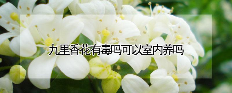 九里香花有毒吗可以室内养吗（九里香花好养吗?有毒无毒!）