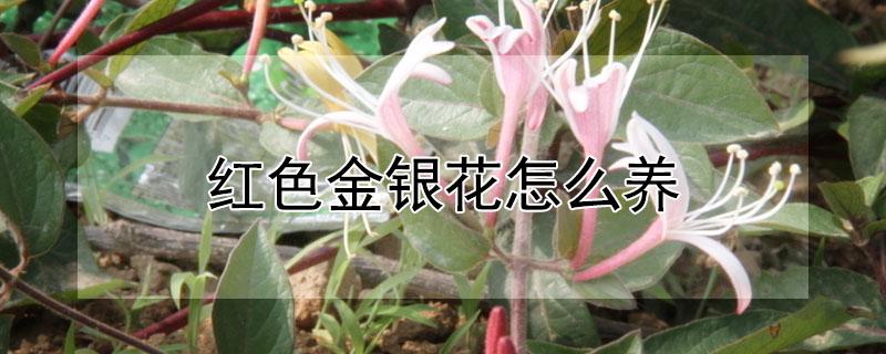 红色金银花怎么养 红色五彩金银花的养殖方法和注意事项