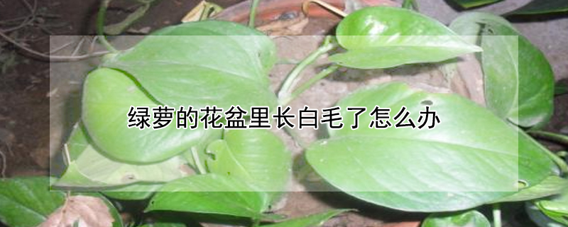 绿萝的花盆里长白毛了怎么办（绿萝花盆里长白毛是怎么回事）