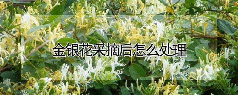 金银花采摘后怎么处理（金银花采摘后需要清洗吗）