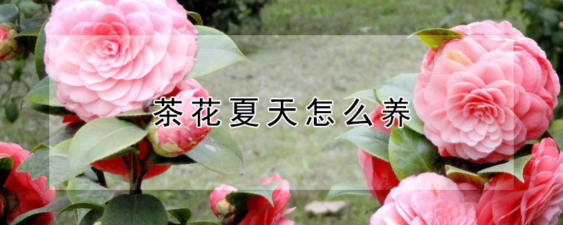 茶花夏天怎么养 茶花在夏天怎么养