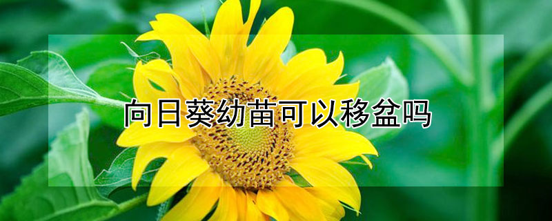 向日葵幼苗可以移盆吗（盆栽向日葵什么时候移盆）