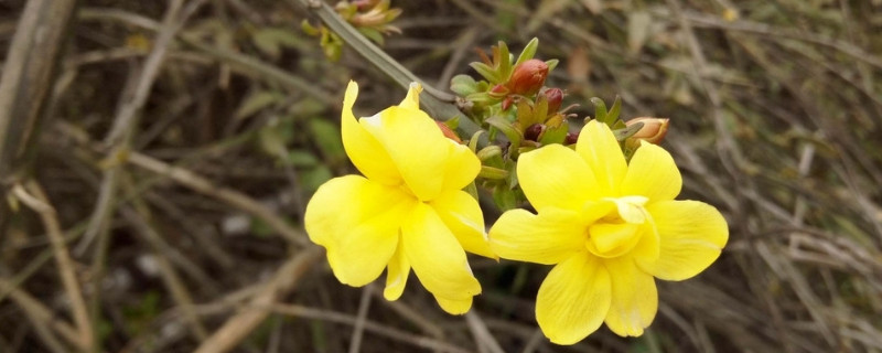 迎春花蔫了怎么回事 迎春花叶子发蔫