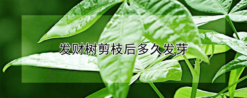 发财树剪枝后多久发芽 发财树枝剪掉多久发芽