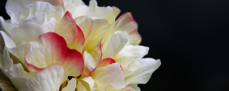 芙蓉花为什么长的细高 芙蓉花长的高怎么办