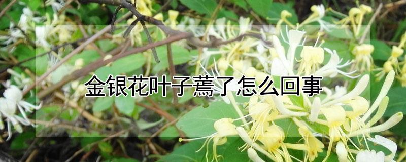 金银花叶子蔫了怎么回事（金银花蔫了是什么原因）