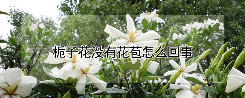 栀子花没有花苞怎么回事 栀子花为什么没有花苞