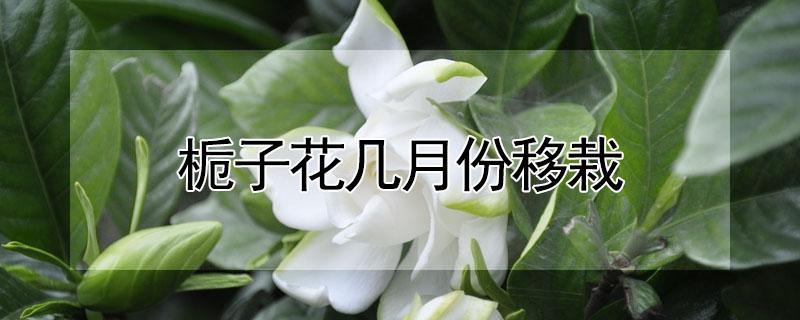 栀子花几月份移栽 栀子花几月份移栽注意事项