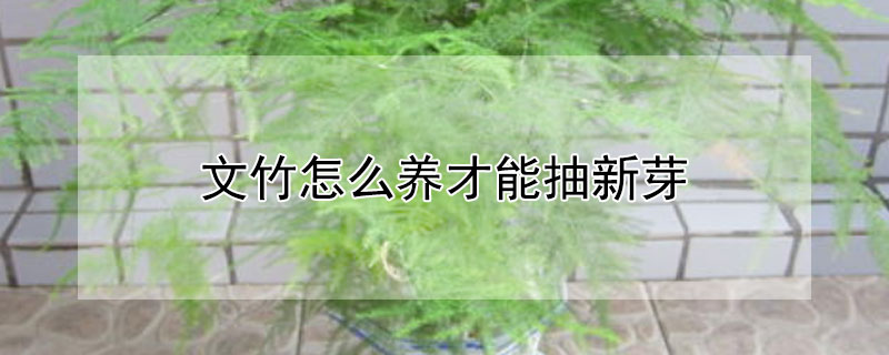 文竹怎么养才能抽新芽（刚发芽的文竹怎么养）