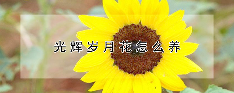 光辉岁月花怎么养（光辉岁月花可以养几年）