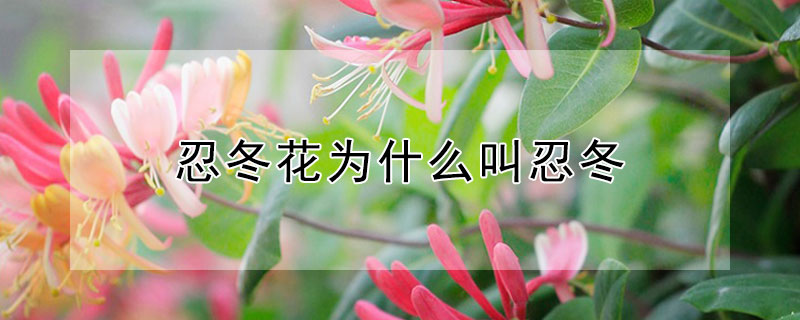 忍冬花为什么叫忍冬（忍冬是花吗）