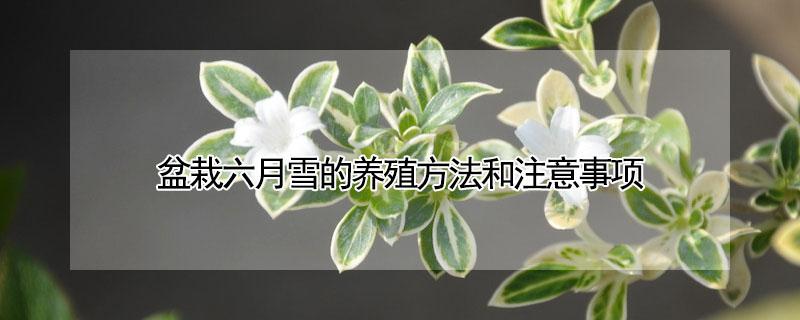 盆栽六月雪的养殖方法和注意事项 花卉六月雪的养殖方法