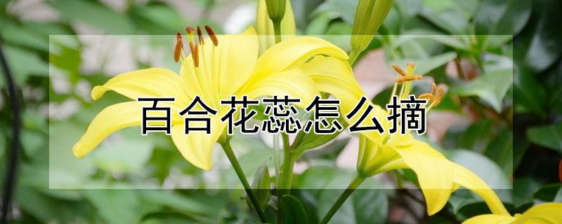 百合花蕊怎么摘（百合花蕊摘除）