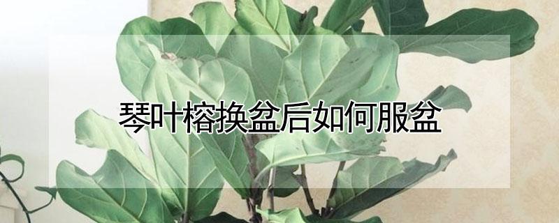 琴叶榕换盆后如何服盆（琴叶榕换盆需要修根吗）