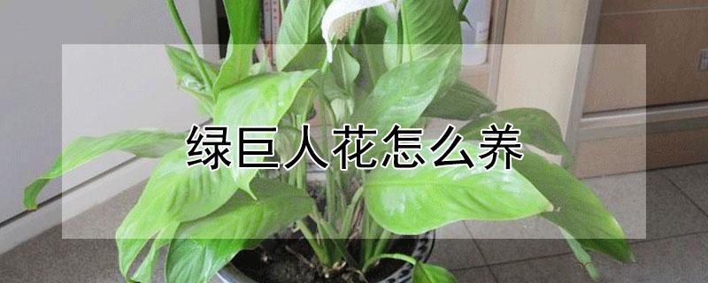 绿巨人花怎么养（盆栽绿巨人花怎么养）