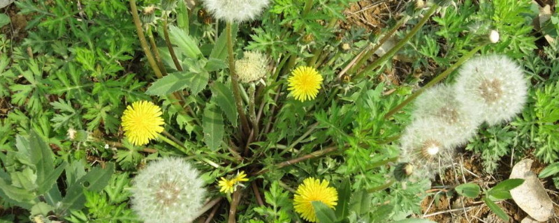 蒲公英几月开花的（蒲公英是几月份开花的）