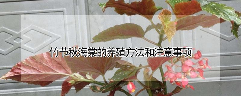 竹节秋海棠的养殖方法和注意事项（斑叶竹节秋海棠养殖方法和注意事项）