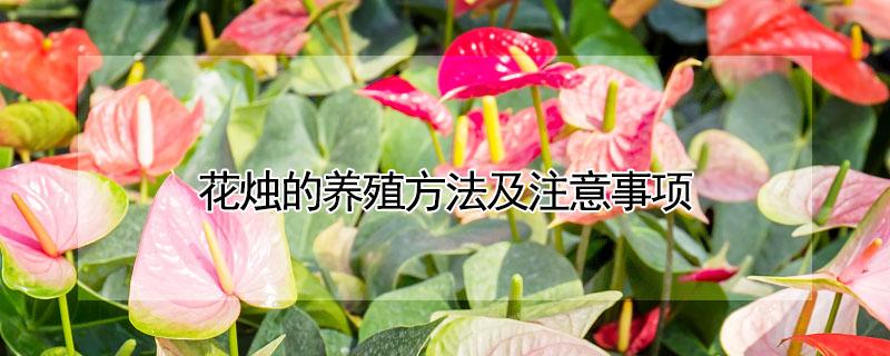 花烛的养殖方法及注意事项 花烛的养殖方法及注意事项 花烛图片赏析