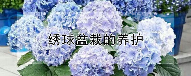 绣球盆栽的养护 绣球花养护