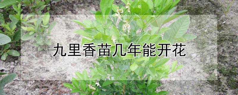 九里香苗几年能开花 九里香实生苗几年能开花