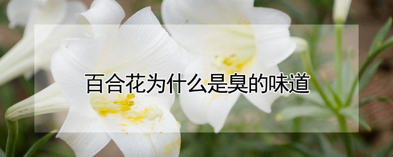 百合花为什么是臭的味道 百合花为什么有点臭