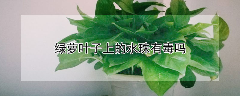 绿萝叶子上的水珠有毒吗 绿萝叶子里的水有毒吗