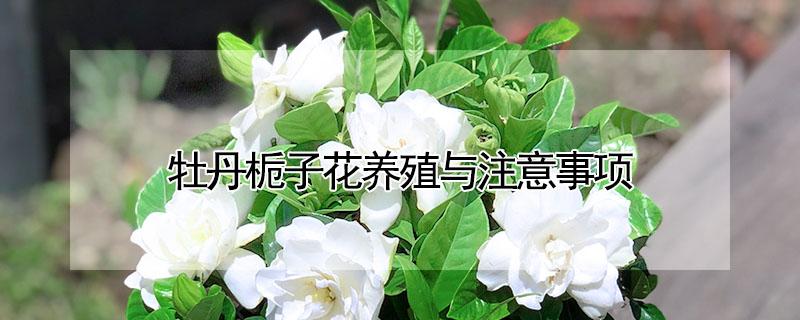 牡丹栀子花养殖与注意事项（牡丹栀子花怎么养家庭养法）