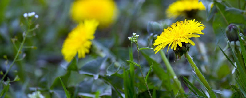 蒲公英怎样种（蒲公英的种植方法）