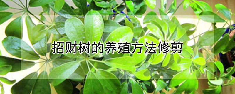 招财树的养殖方法修剪 招财树的养殖方法