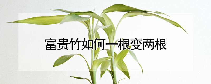 富贵竹如何一根变两根（富贵竹怎样一根变两根）