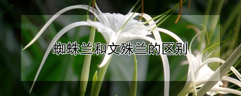 蜘蛛兰和文殊兰的区别 和文殊兰相似的花