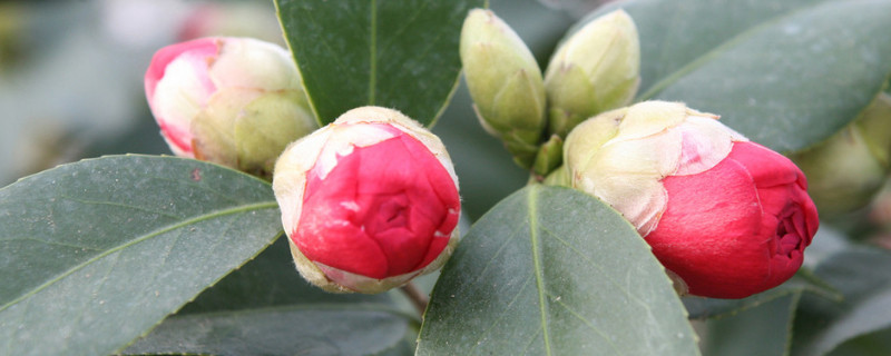 茶花打骨朵不开花原因（茶花打骨朵儿了不开花怎么办）