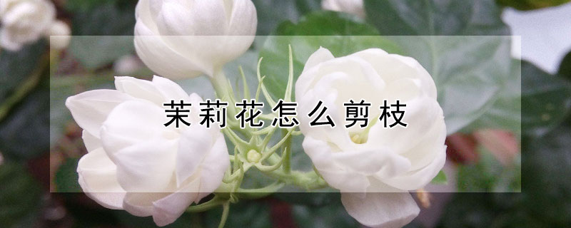 茉莉花怎么剪枝（茉莉花怎么剪枝条）