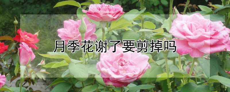 月季花谢了要剪掉吗 月季谢了的花要剪吗