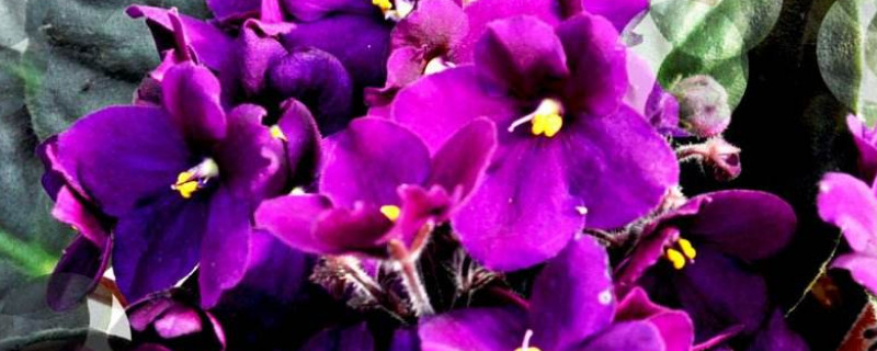 紫罗兰几月份花落（紫罗兰花花期是几月）