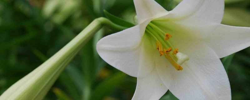 百合花夏天怎么管理 百合花冬季怎么管理